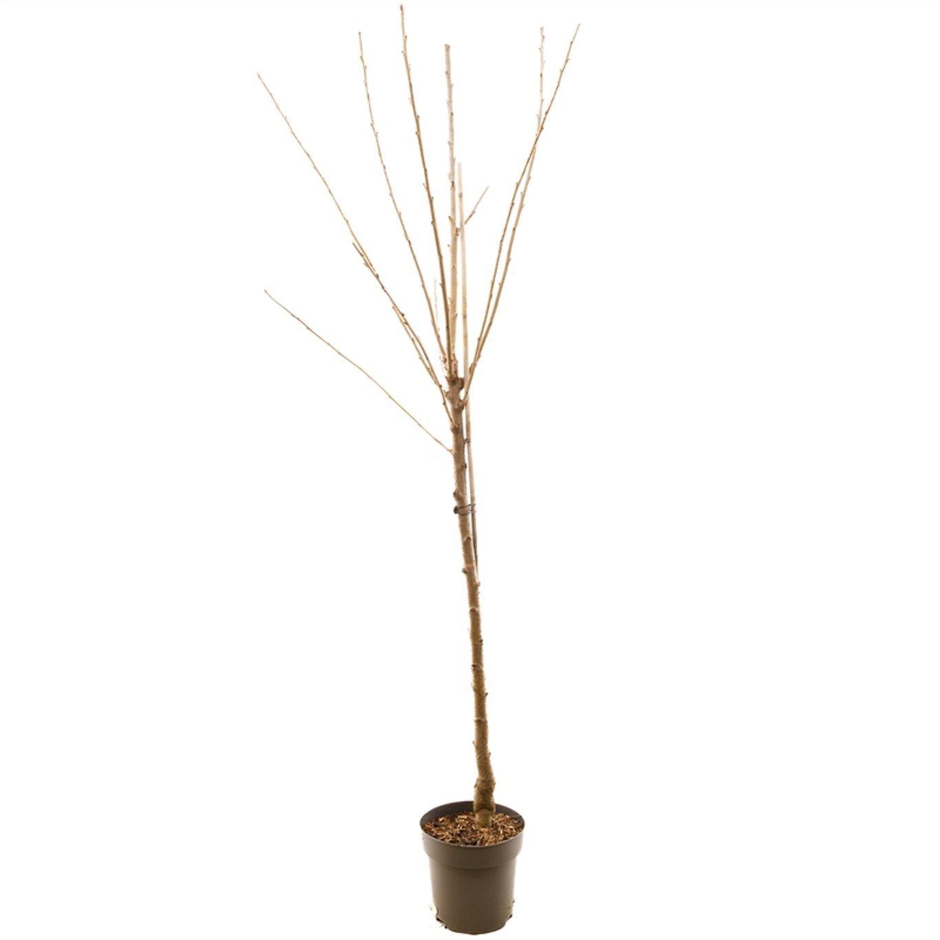 Prunus a. 'Dönissens Gelbe' - C7.5 Halfstem
